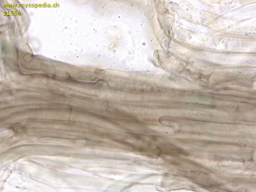 Dermoloma pseudocuneifolium - Stielhyphen - KOH  - 