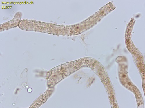 Tricholoma pseudonictitans - HDS - 