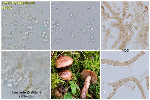 Tricholoma pseudonictitans - 
