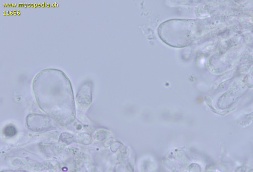 Tricholoma terreum - Cheilozystiden - Wasser  - 