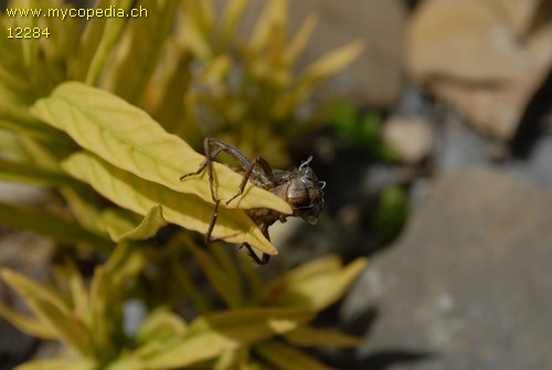 Libellen Inhaltsverzeichnis - 