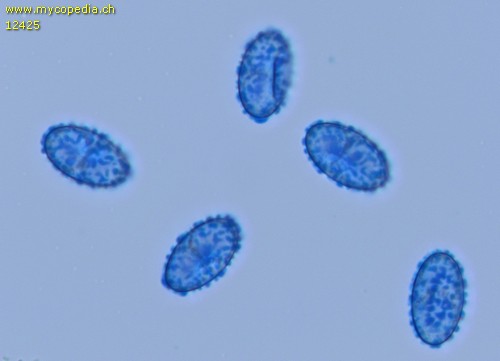 Paragalactinia succosa - Sporen - Baumwollblau  - 