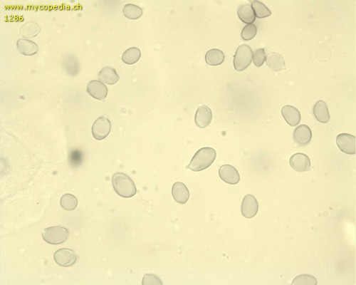 Pseudoporpoloma pes-caprae - Sporen - Melzers  - 