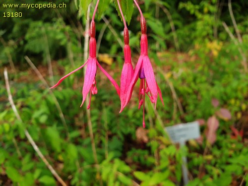 Fuchsia magellanica Gracilis - 