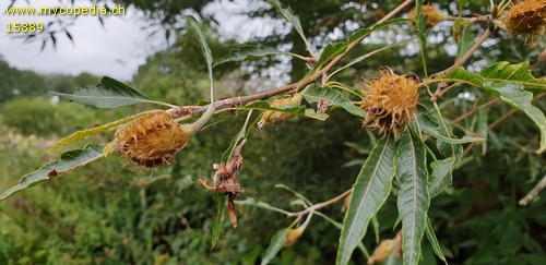 Fagus silvatica  var. aspleniifolia - 