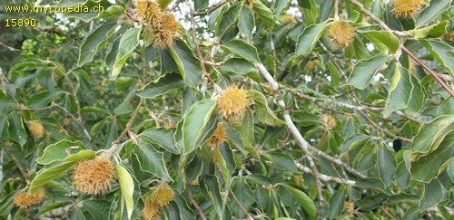 Fagus silvatica  var. aspleniifolia - 