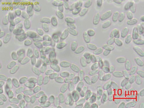 Mycoacia fuscoatra - Sporen - Wasser  - 