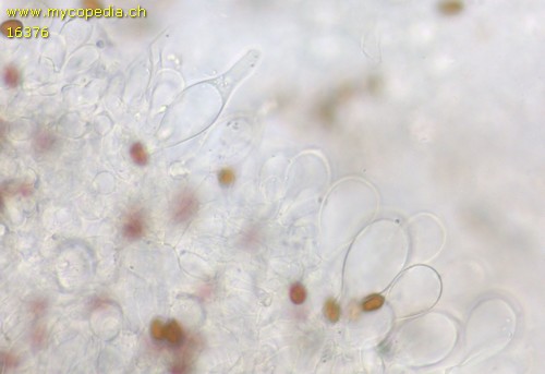 Psathyrella rubiginosa - 