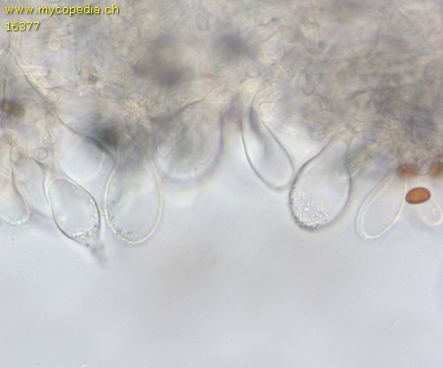 Psathyrella rubiginosa - 