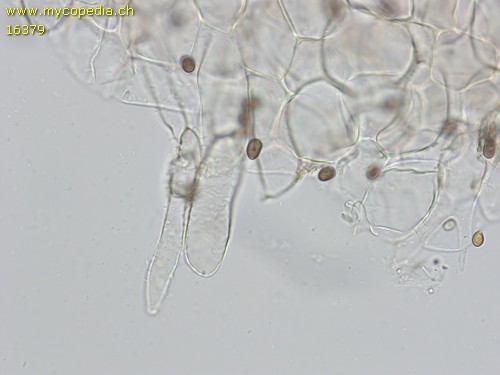 Psathyrella effibulata - HDS - Wasser  - 