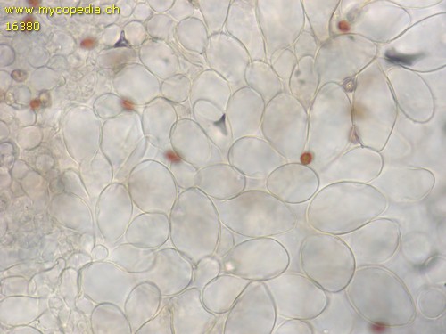 Psathyrella rubiginosa - HDS - 