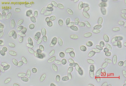 Myochromella boudieri - Sporen - Wasser  - 