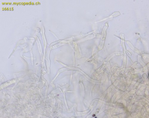 Lyomyces crustosus - 