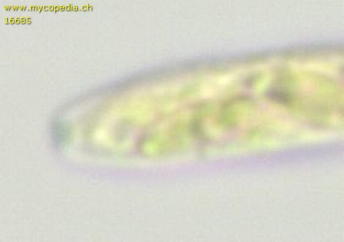 Cistella acuum - Ascusspitze - Baral  - 