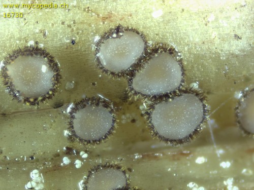 Trichopezizella nidulus - 