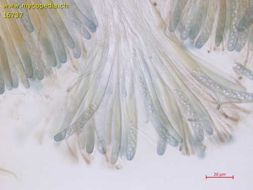 Pachyella pseudosuccosa - 