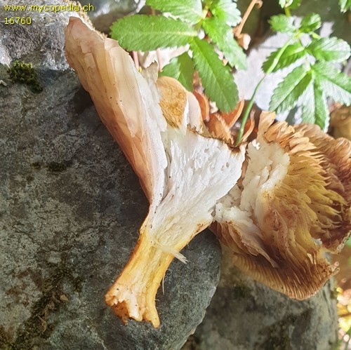 Austropaxillus spec. - 