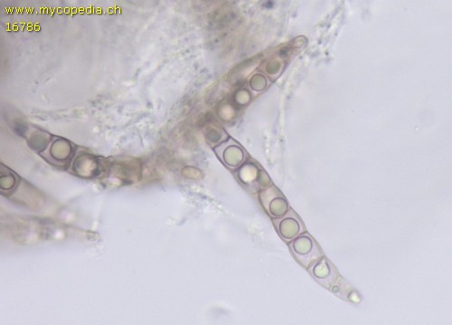 Phaeosphaeria herpotrichoides - 