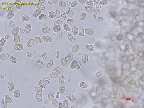 Simocybe centunculus - Sporen - Wasser  - 