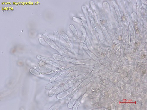 Simocybe centunculus - Cheilozystiden - Wasser  - 
