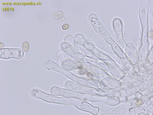 Simocybe centunculus - Cheilozystiden - Wasser  - 