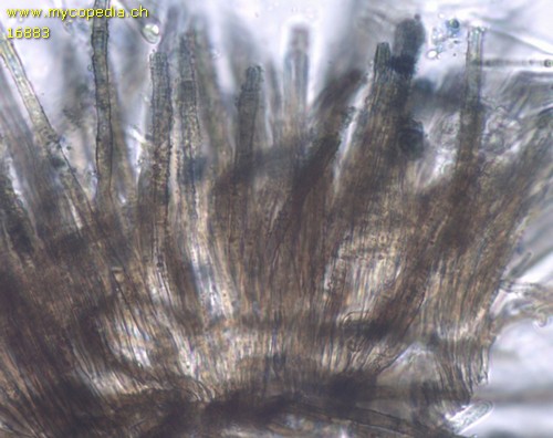 Neodasyscypha cerina - Randhaare - 