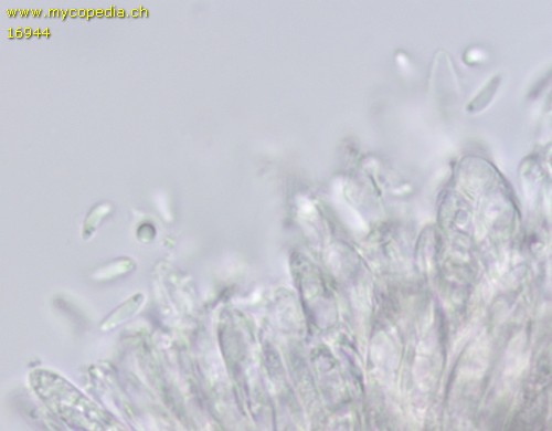 Psilachnum chrysostigmum - Sporen - Wasser  - 