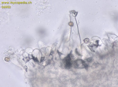 Inocybe griseolilacina - Marginalzellen - Wasser  - 