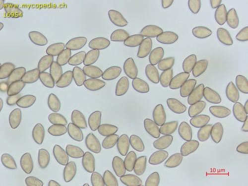 Inocybe griseolilacina - Sporen - Wasser  - 