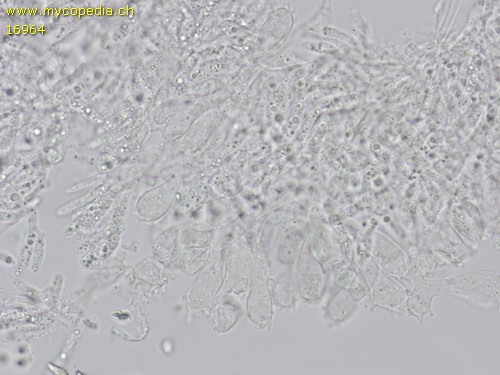 Collybiopsis ramealis - Cheilozystiden - 