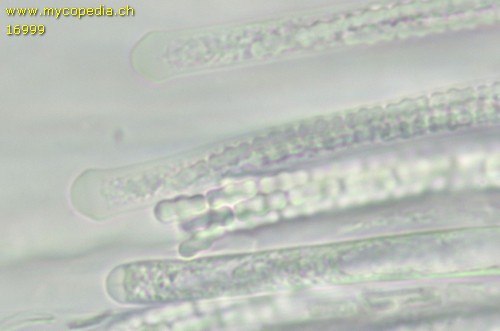 Ophiocordyceps larvicola - 