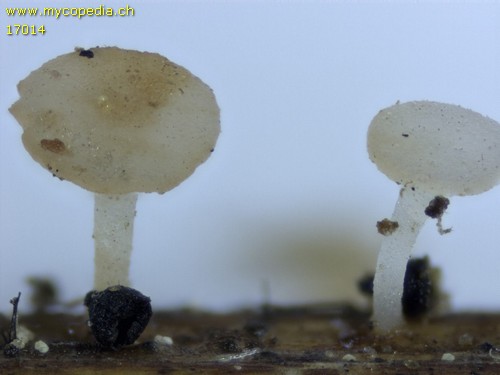 Cyathicula paludosa - 