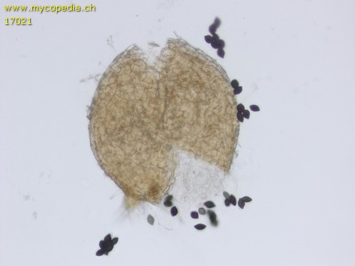 Microthecium fimicola - 