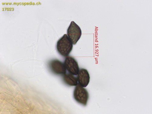 Microthecium fimicola - 