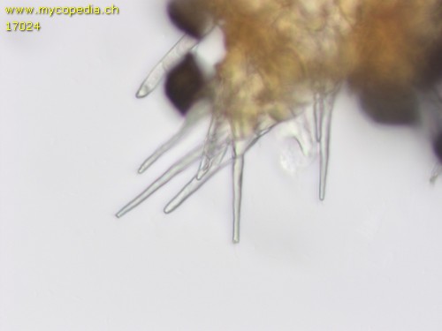 Microthecium fimicola - Haare - 