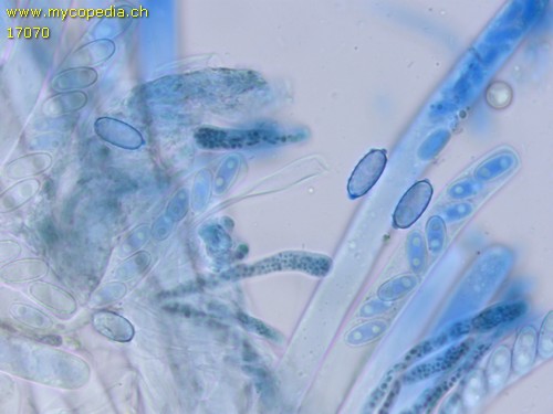 Daleomyces petersii - 
