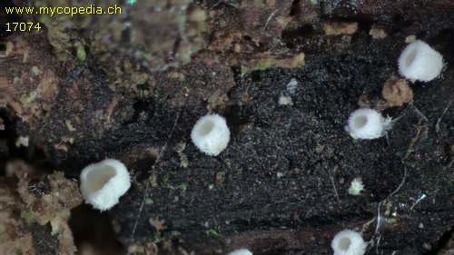 Flagelloscypha minutissima - 