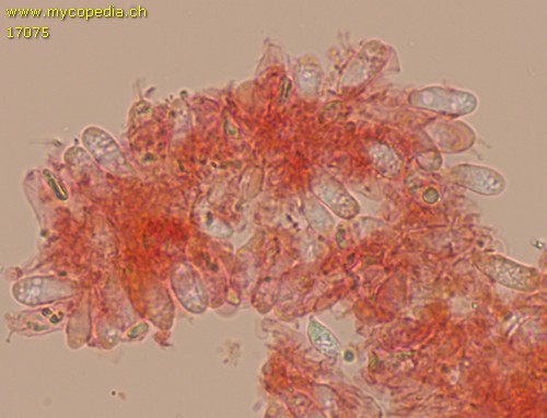 Flagelloscypha minutissima - Basidien - Kongorot  - 