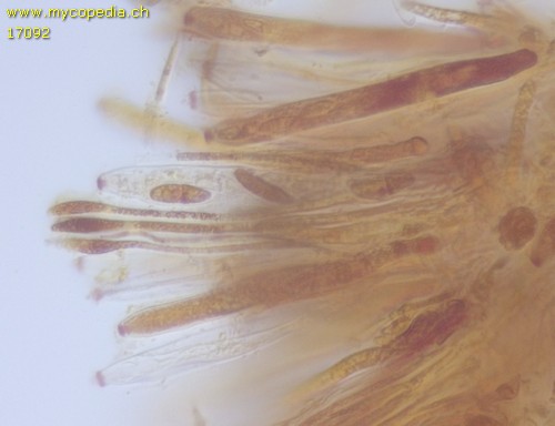 Heterosphaeria patella - 