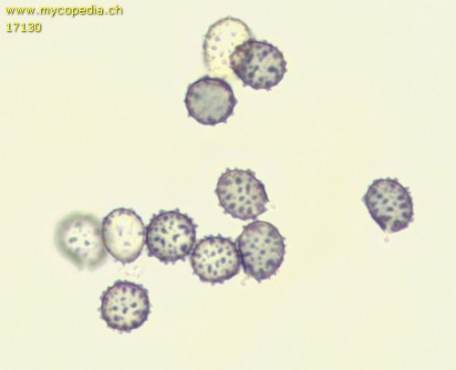 Russula emeticicolor - Sporen - Melzers  - 