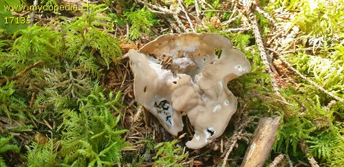 Helvella acetabulum - 