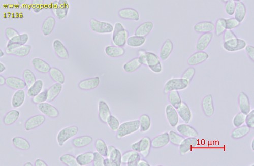 Clitocybe subspadicea - Sporen - Wasser  - 