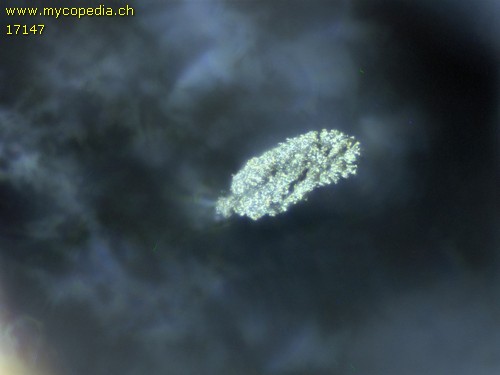 Cephalotrichum nanum - 