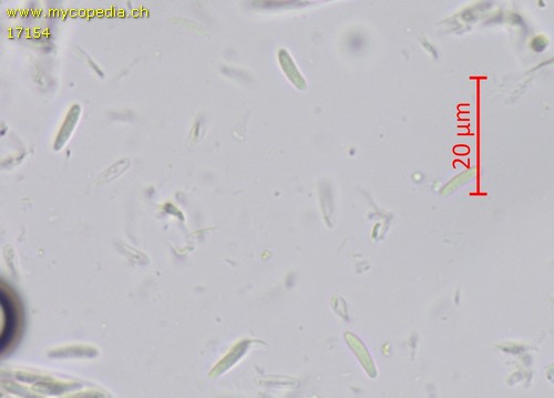Mollisia spp - Sporen - Wasser  - 