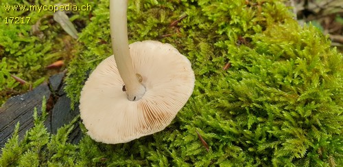 Pluteus cervinus var. albus - 