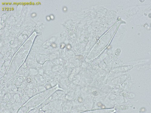 Pluteus cervinus var. albus - Plasmodium - Wasser  - 