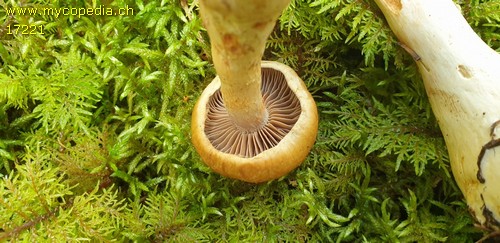 Cortinarius subtortus - 