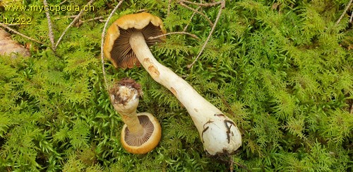 Cortinarius subtortus - 