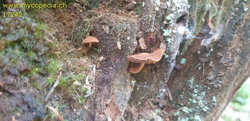 Gymnopilus josserandii - 