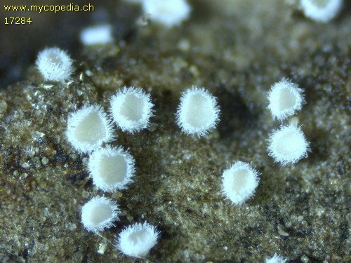 Lachnella villosa - 